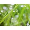 Spritzschutz-Rückwand WandArt Easy 80 Cm X 58,5 Cm Grass (D4002P BRIL) FSC® -KüchenTraum 424157 3526 1